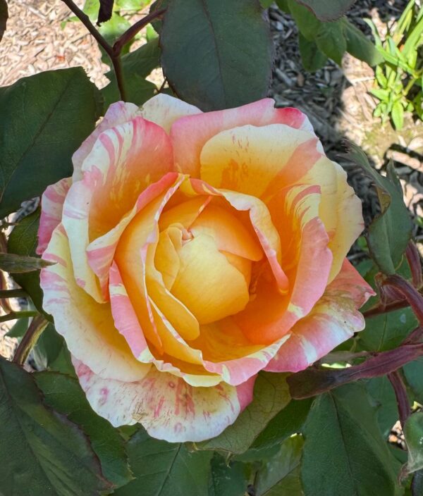 Rosa 'Rainbow Niagara' in a 2 Gallon Pot