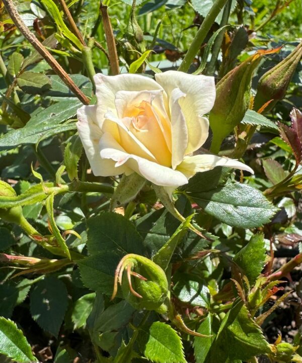 Rosa 'Small Miracle' in a 2 Gallon Pot