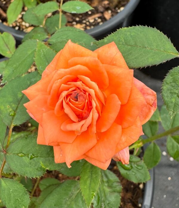 Rosa 'Sweet Revenge' in a 2 Gallon Pot