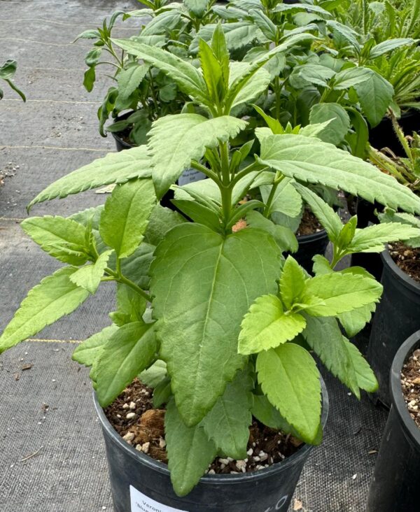 Veronica 'Blue Pyramid' in 1 Gallon Pot