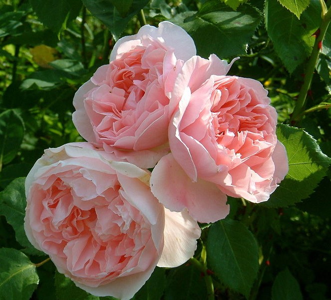 Rosa ‘Kathryn Morley’ in a 2 Gallon Pot – Fraser Valley Rose Farm