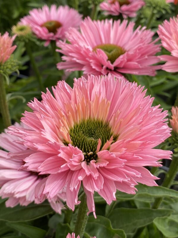 Echinacea 'SunSeekers Salmon' in 1 gallon pot