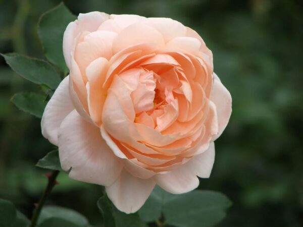 Rosa 'Ambridge Rose' in a 2 Gallon Pot