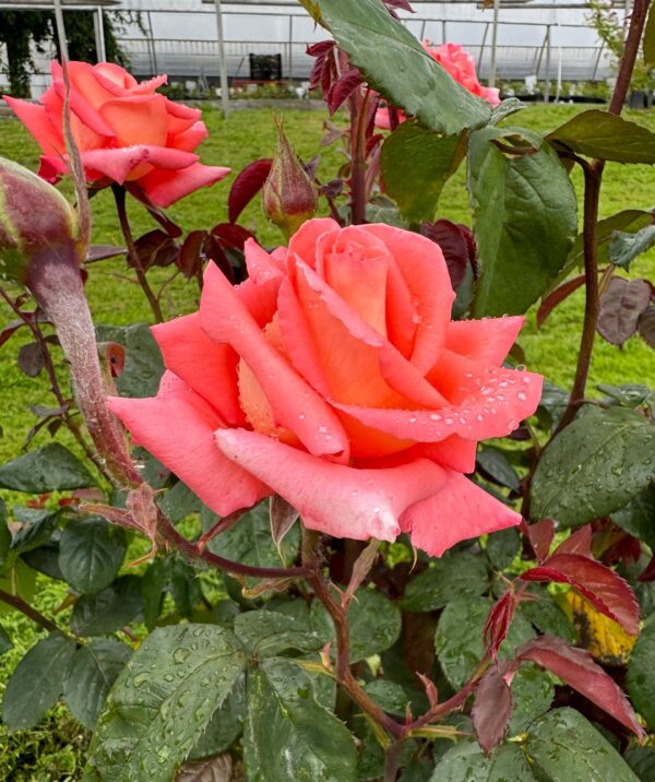 Rosa 'Folklore' in a 2 Gallon Pot