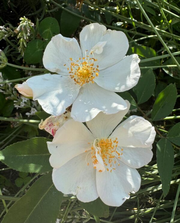 Rosa 'Secret Garden Musk' in a 2 Gallon Pot