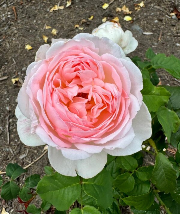 Rosa 'Sharifa Asma' in a 2 Gallon Pot