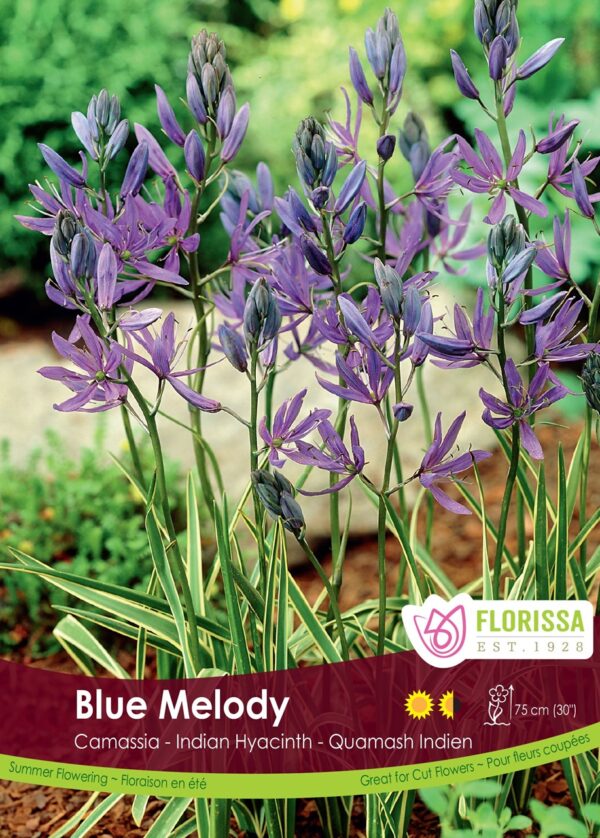 Camassia 'Blue Melody'  (each bulb)