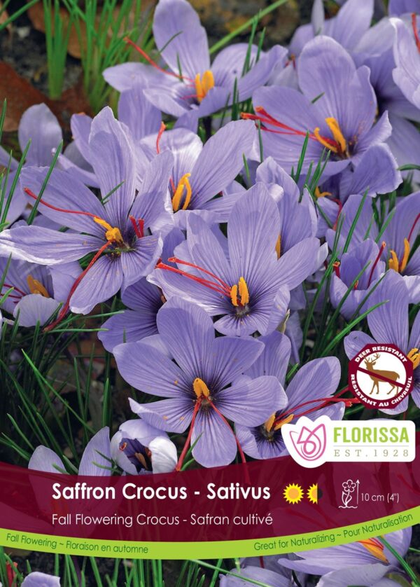 Saffron Crocus (each bulb)