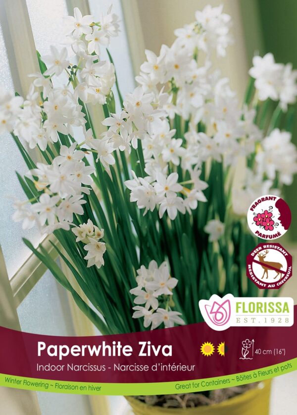 Paperwhite Narcissus 'Ziva'  (each bulb)