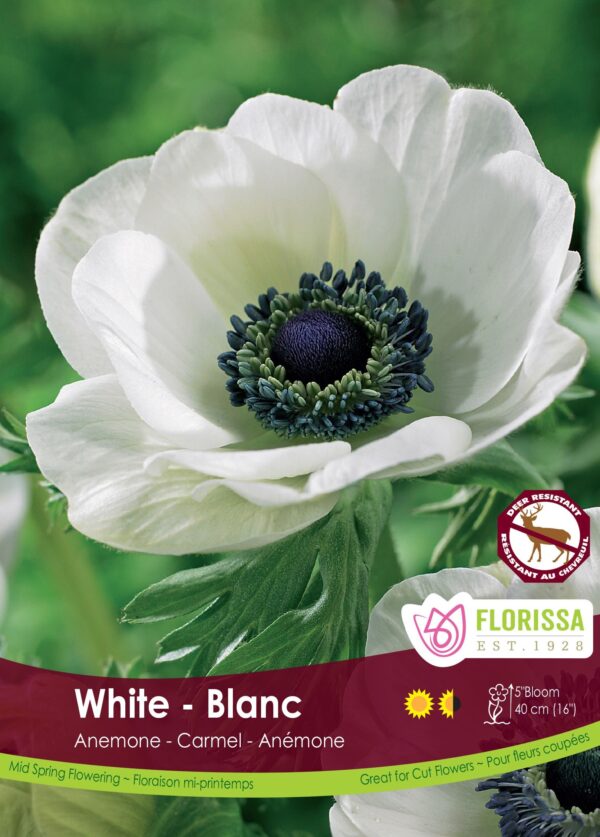 Anemone Carmel White (each bulb)