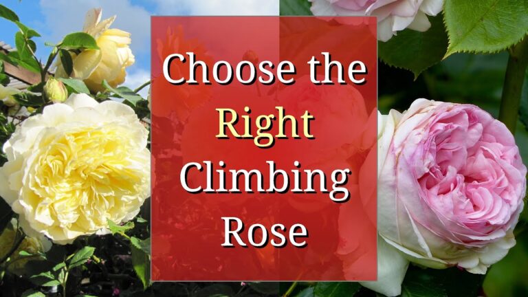 Choose the Right Climbing Rose for Your Garden