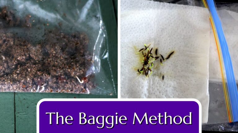 Exploring the Baggie Method for Seed Germination: Pros, Cons, and Practical Applications