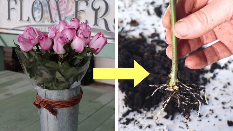 Propagating Roses from a Bouquet