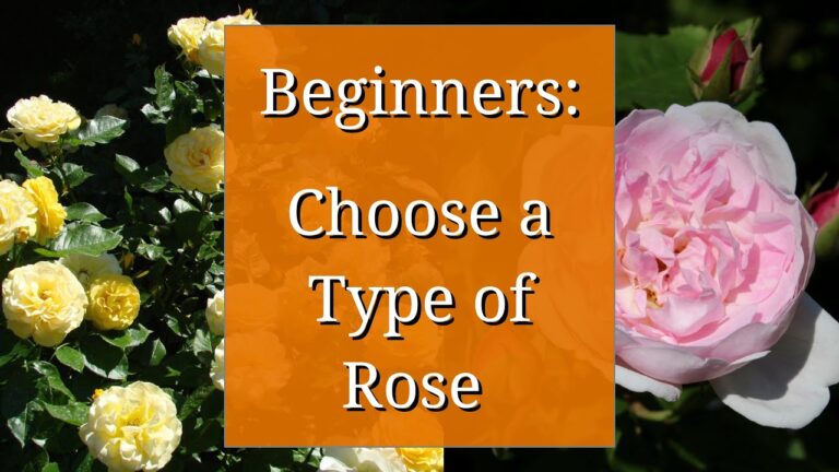 A Guide to Choosing the Perfect Rose for Your Garden