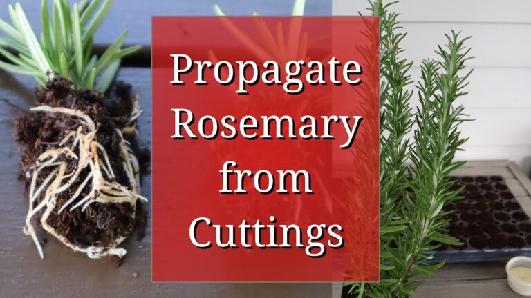 How to Propagate Rosemary from Cuttings: A Complete Guide