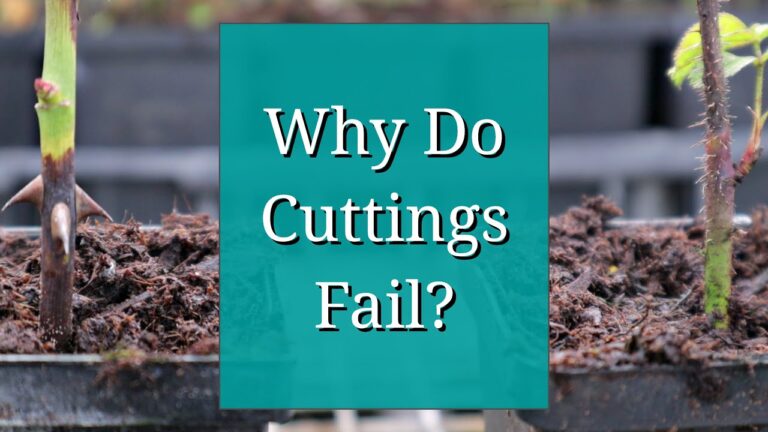 Mastering Plant Propagation: Why Your Cuttings Fail and How to Fix It