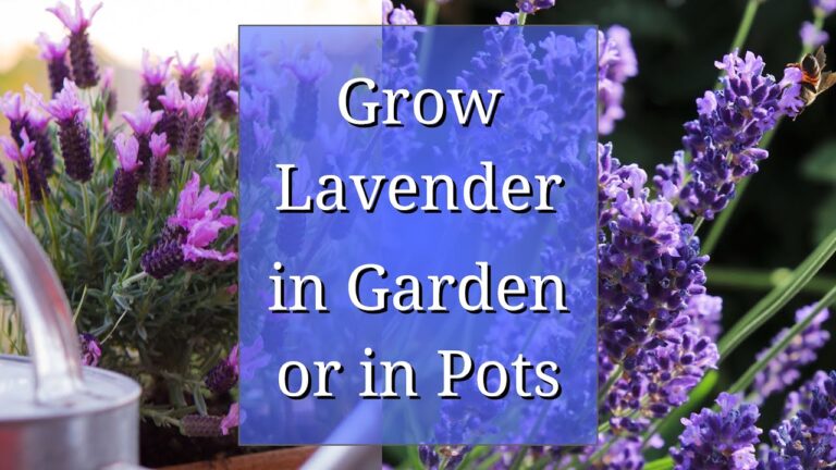 The Art of Growing Lavender: A Practical Guide