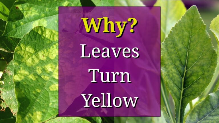 Why Are My Plant’s Leaves Turning Yellow? Common Causes and Solutions