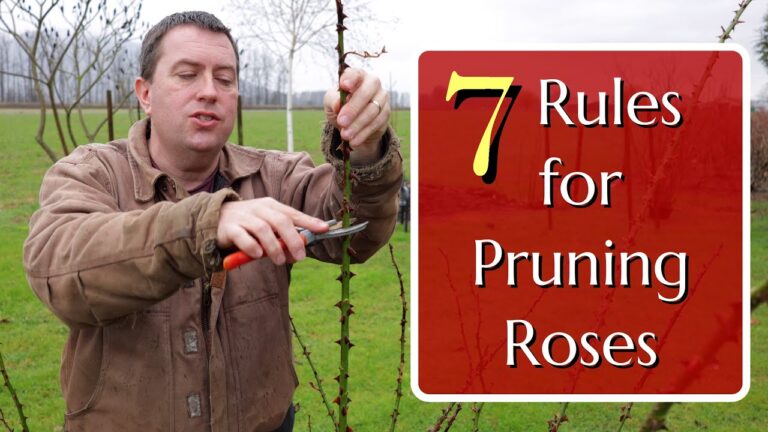 Pruning Roses in Spring: Seven Rules Revisited