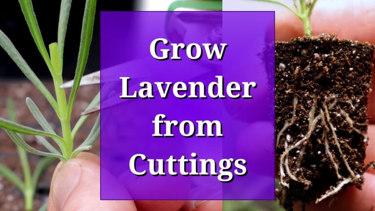 How to Propagate Lavender by Cuttings: A Step-by-Step Guide