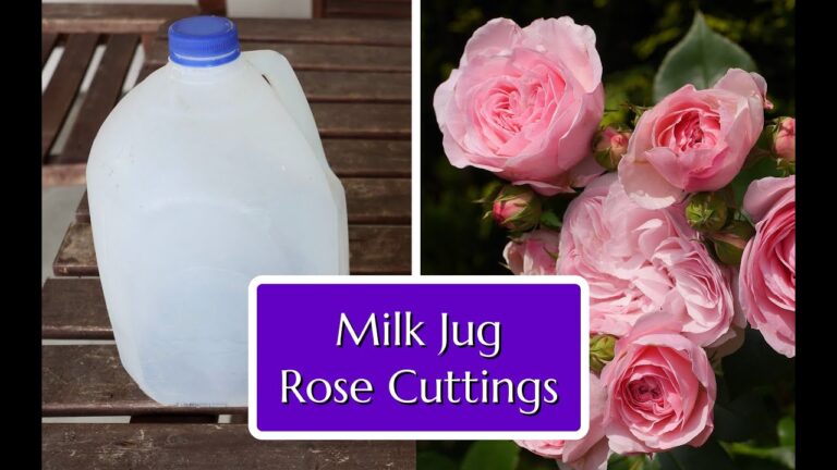 Propagating Roses at Home: A Simple and Effective Method Using Everyday Items