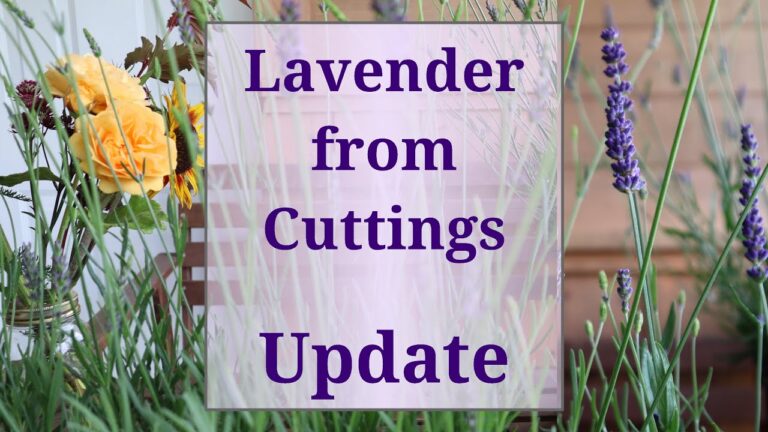 Lavender Propagation: Comparing Cuttings vs. Seeds for Consistent Growth