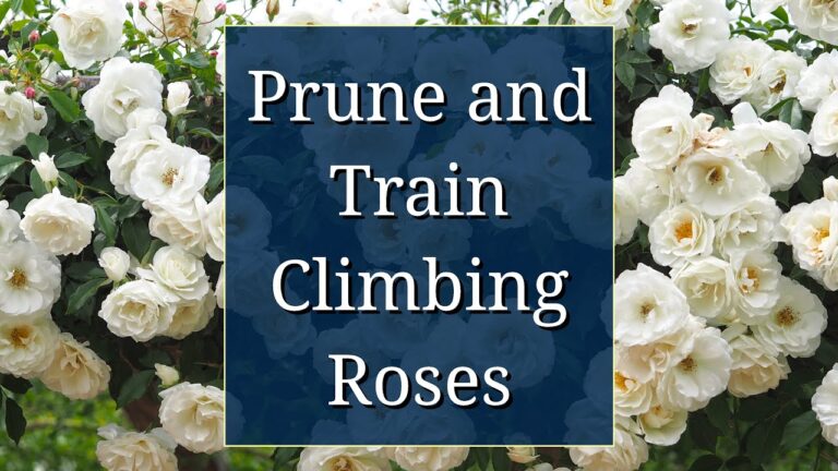 How to Prune and Train Climbing Roses for Maximum Blooms