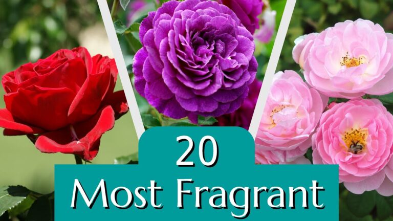 20 of the Most Fragrant Roses to Add to Your Garden