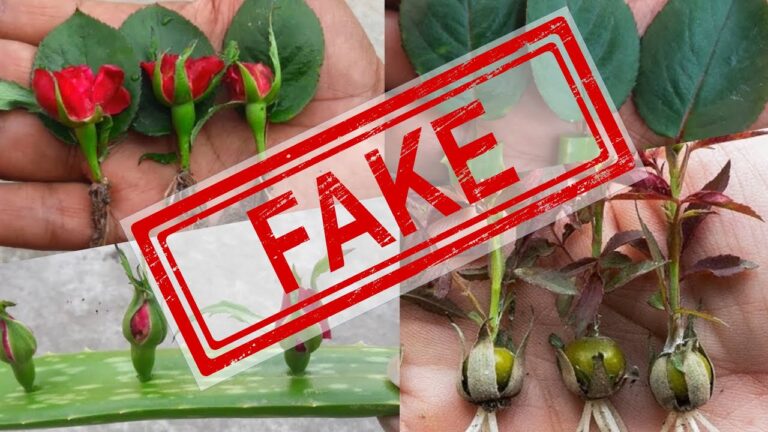 Debunking Fake Rose Propagation Methods