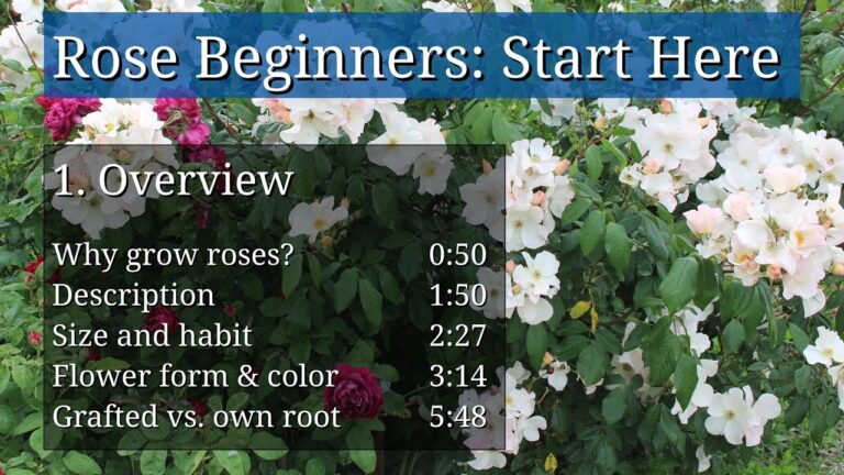 A Beginner’s Guide to Growing Roses