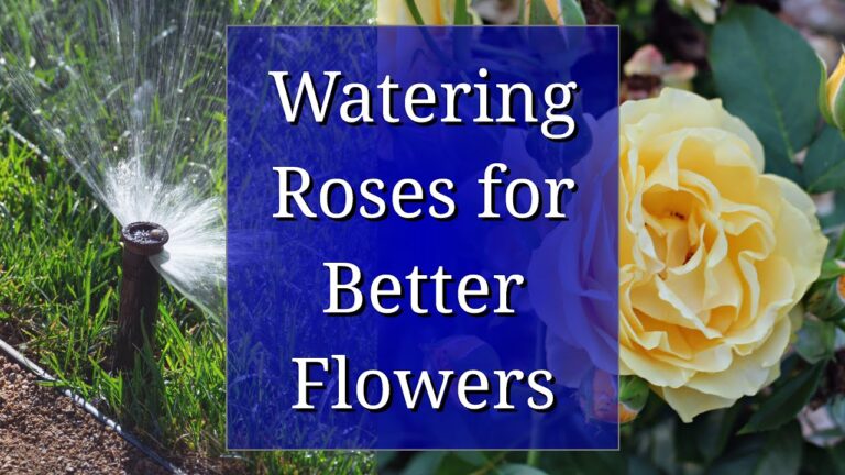 How to Water Your Roses for Optimal Growth and Health