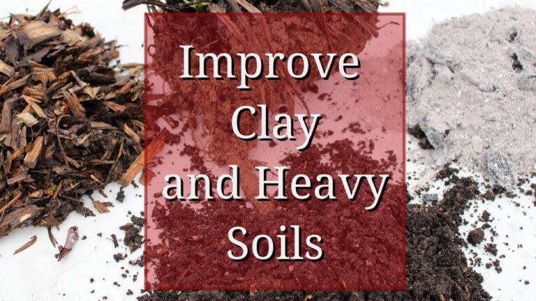 Improving Heavy Clay Soil: Tips and Techniques for Garden Success