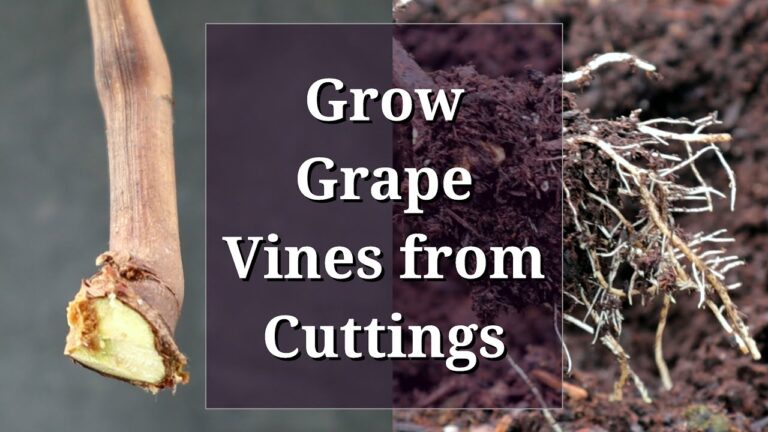 Propagating Grapevines with Hardwood Cuttings: A Step-by-Step Guide