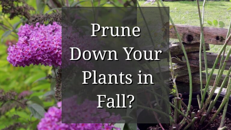 Should You Prune in the Fall? Practical Advice for Your Garden