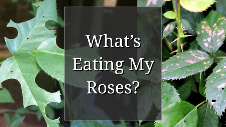 What’s Eating Your Roses? A Comprehensive Guide to Common Rose Pests