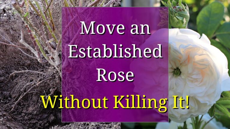 The Art of Transplanting Roses: A Step-by-Step Guide