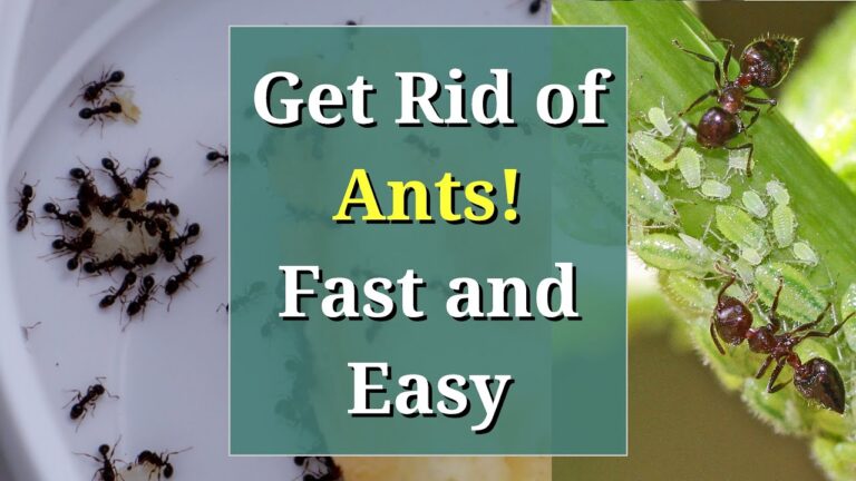 How to Effectively Manage Ants in Your Garden or Home: A Proven Solution