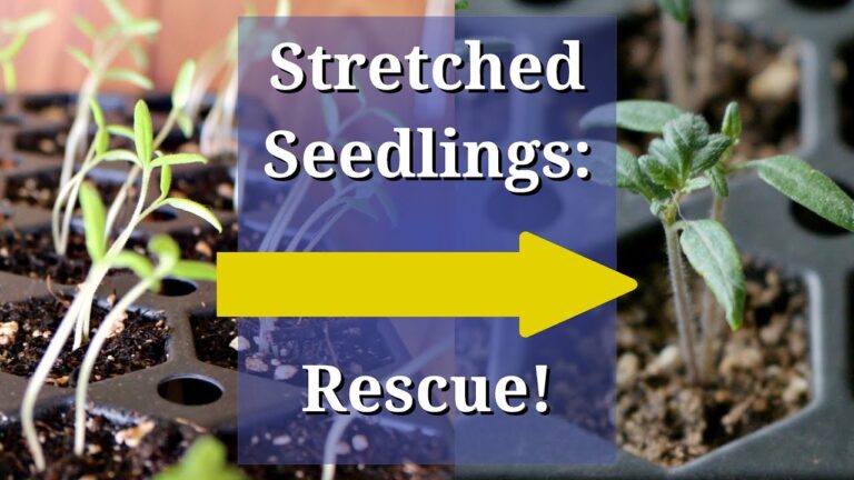 Reviving Stretched Seedlings: A Gardener’s Guide to Leggy Plants