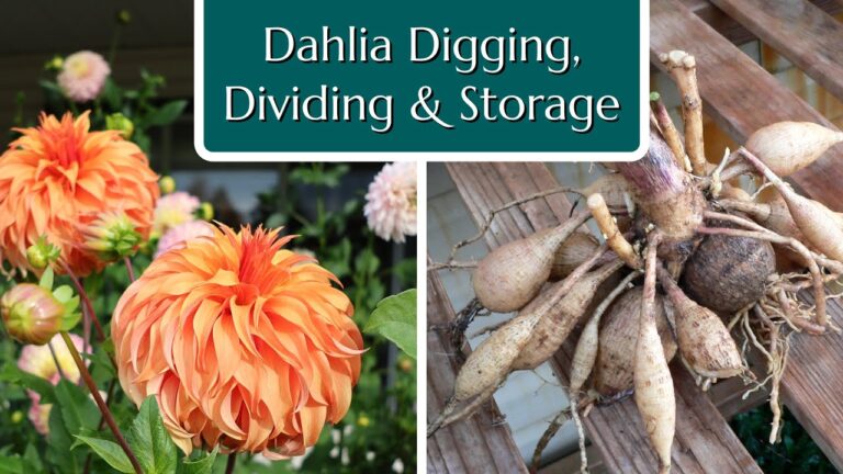 Urban Dahlia Farming: A Behind-the-Scenes Look at Three Daughters Dahlias