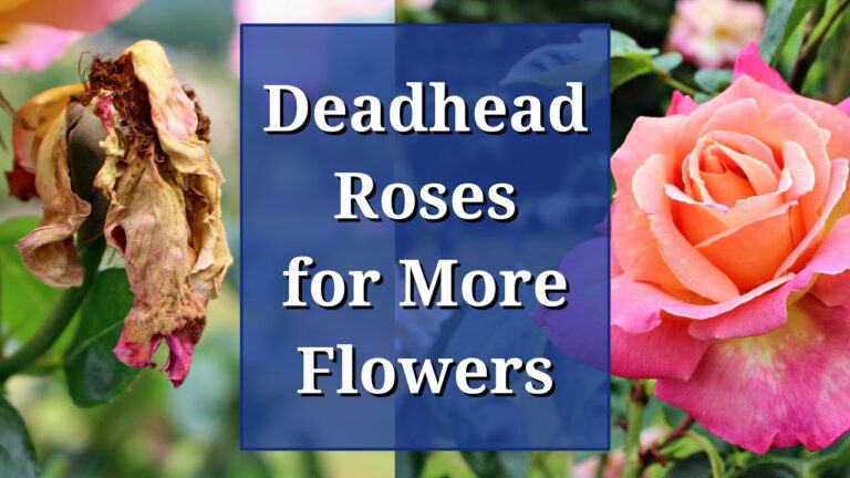 A Gardener’s Guide to Deadheading Roses and Perennials