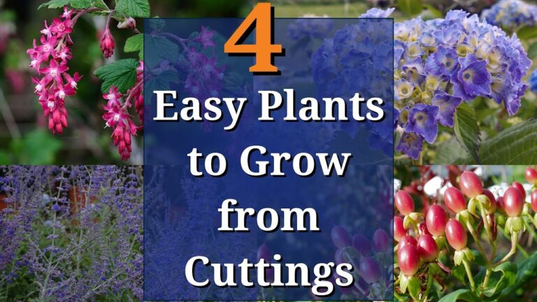 Mastering Plant Propagation: Semi-Hardwood Cuttings Simplified