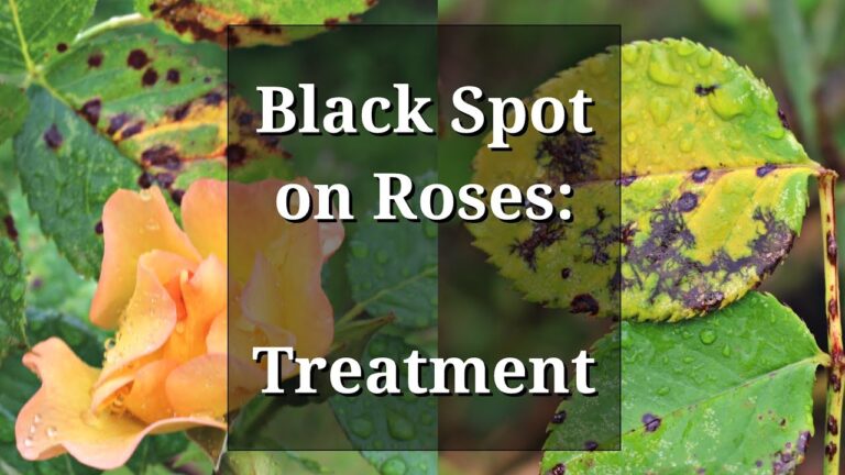 A Gardener’s Guide to Tackling Black Spot on Roses