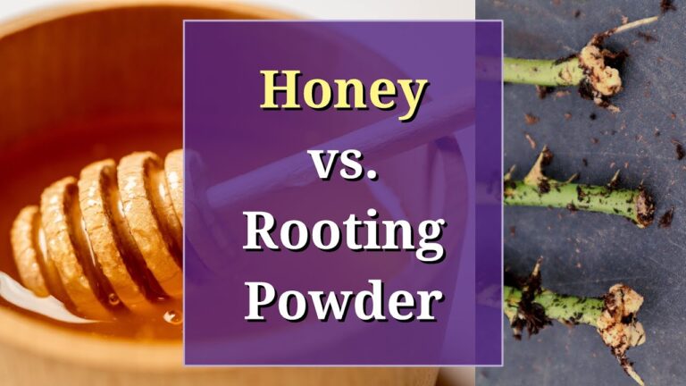 Do Natural Rooting Hormone Alternatives Work? A Practical Test with Roses