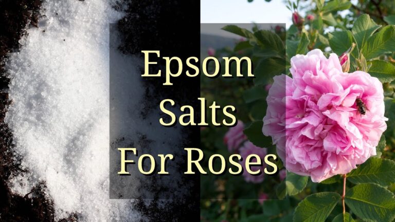 Epsom Salts and Roses: Separating Fact from Fiction