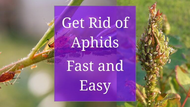 Aphid Control in the Garden: Effective Strategies for Managing Infestations