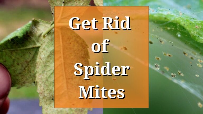 Spider Mite Control: Effective Solutions for Indoor and Outdoor Plants