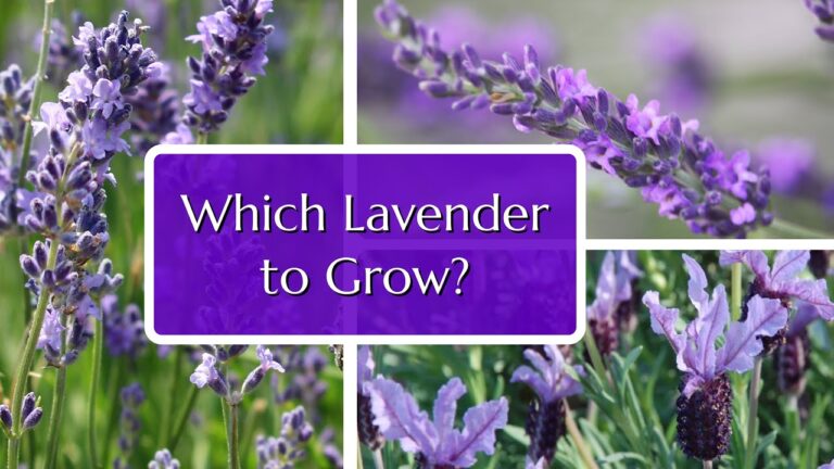 Choosing the Right Lavender for Your Garden