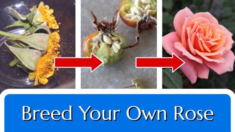 How to Hybridize Your Own Roses: A Simple Guide