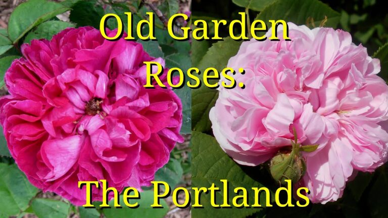 Portland Roses: A Forgotten Gem in Rose History