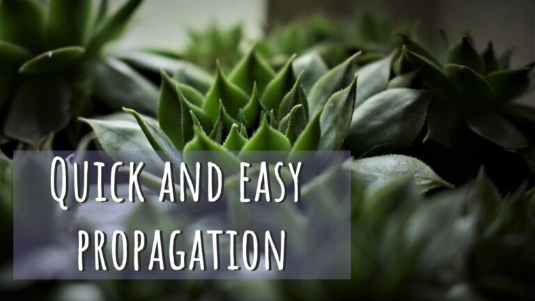 Exploring Succulent Propagation: Techniques and Tips for Every Gardener